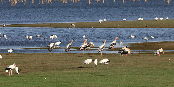 Painted Stork